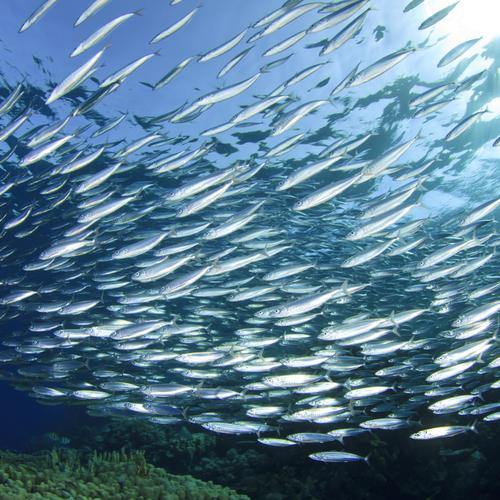 From sea to heart – why EPA is the most important omega-3 fatty acid
